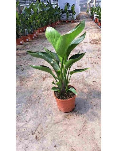 STRELITZIA NICOLAI M20