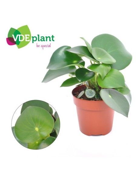 Peperomia Polybotrya Raindrop | Planta de Interior Fácil de Cuidar en Endanea Garden

