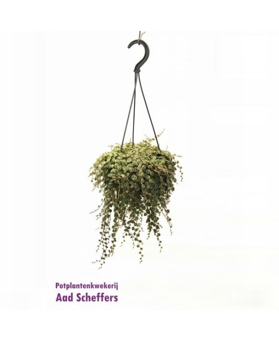 Peperomia Prostrata - Planta Colgante de Hojas en Forma de Corazón | Endanea Garden