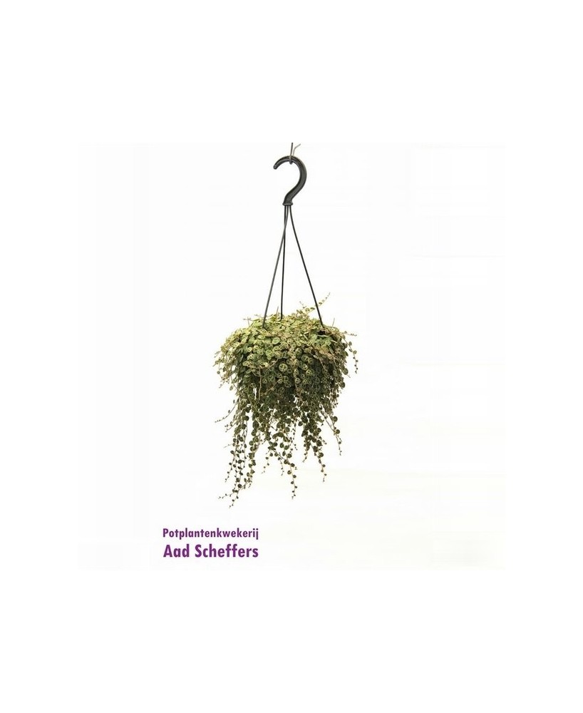 Peperomia Prostrata - Planta Colgante de Hojas en Forma de Corazón | Endanea Garden