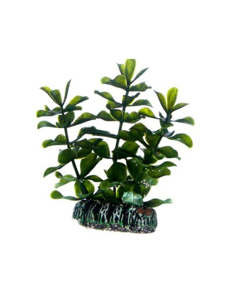 Planta Bacopa 17CM para Acuario Planta Acuática Fácil de Cuidar