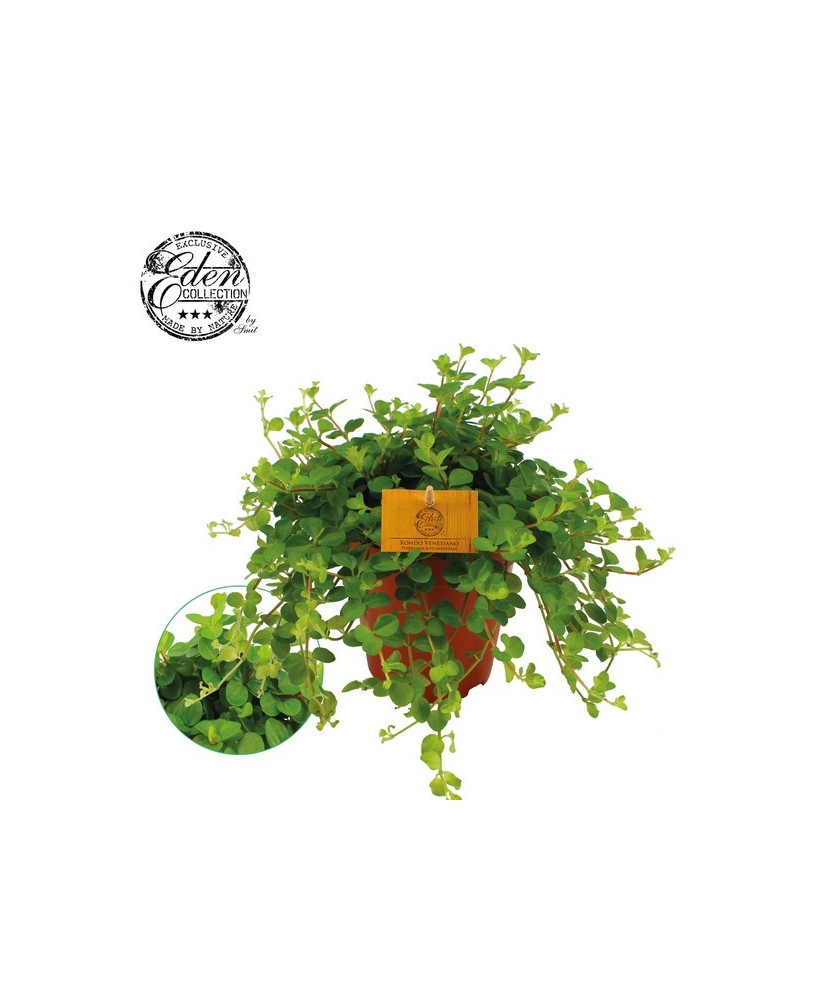 Peperomia Rotundifolia  Planta Colgante Fácil de Cuidar | Endanea Garden

