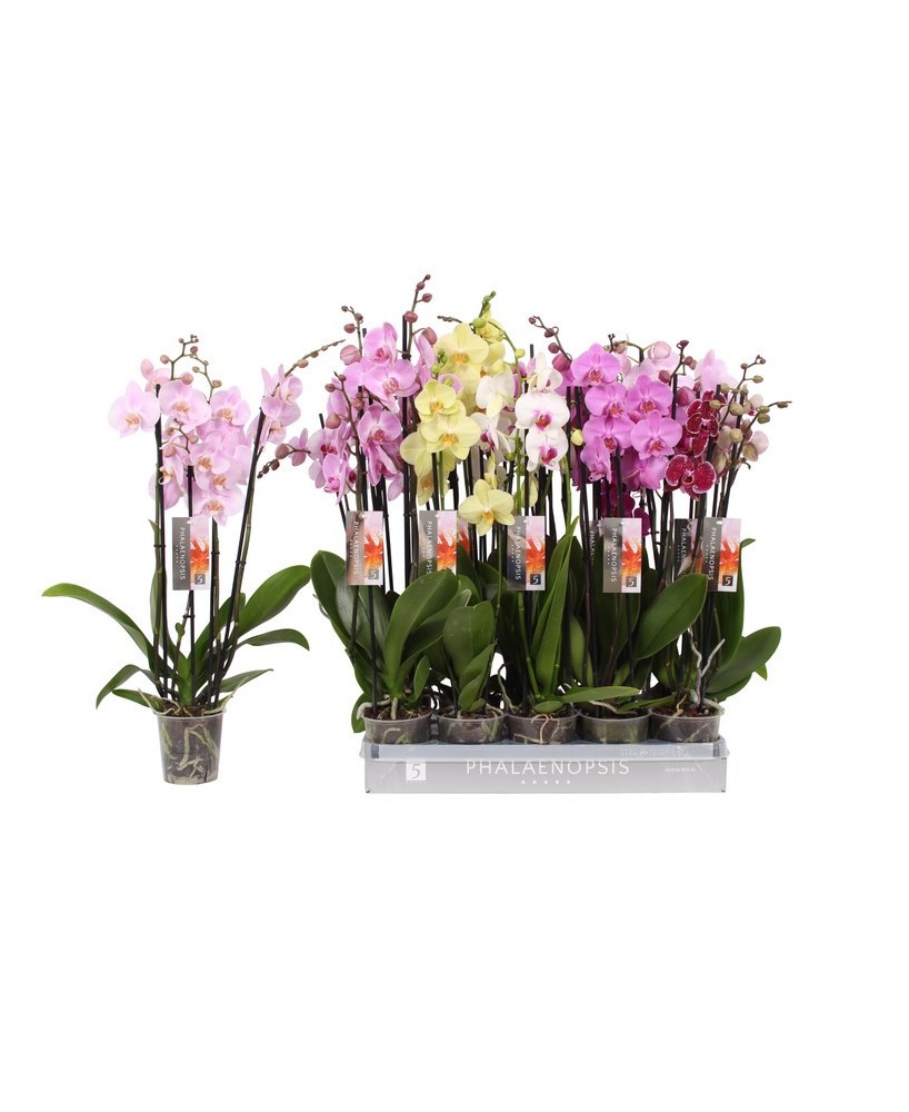 Phalaenopsis Orquídeas Mariposa  Flores Elegantes y Fácil Cuidado | Endanea Garden

