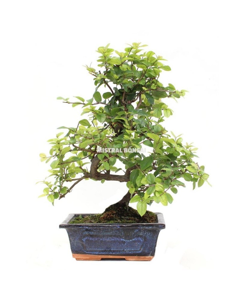 Bonsai Sageretia Theezans Mistral 6 años  Elegancia natural y fácil cuidado

