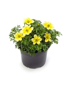 Bidens M13 | Planta con Flores Brillantes y Fácil de Cuidar para Jardín

