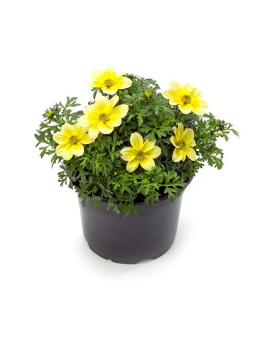 Bidens M13 | Planta con Flores Brillantes y Fácil de Cuidar para Jardín

