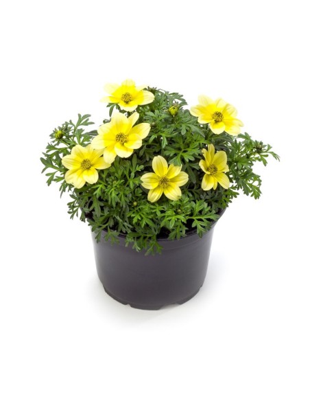Bidens M13 | Planta con Flores Brillantes y Fácil de Cuidar para Jardín

