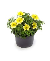 Bidens M13 | Planta con Flores Brillantes y Fácil de Cuidar para Jardín


