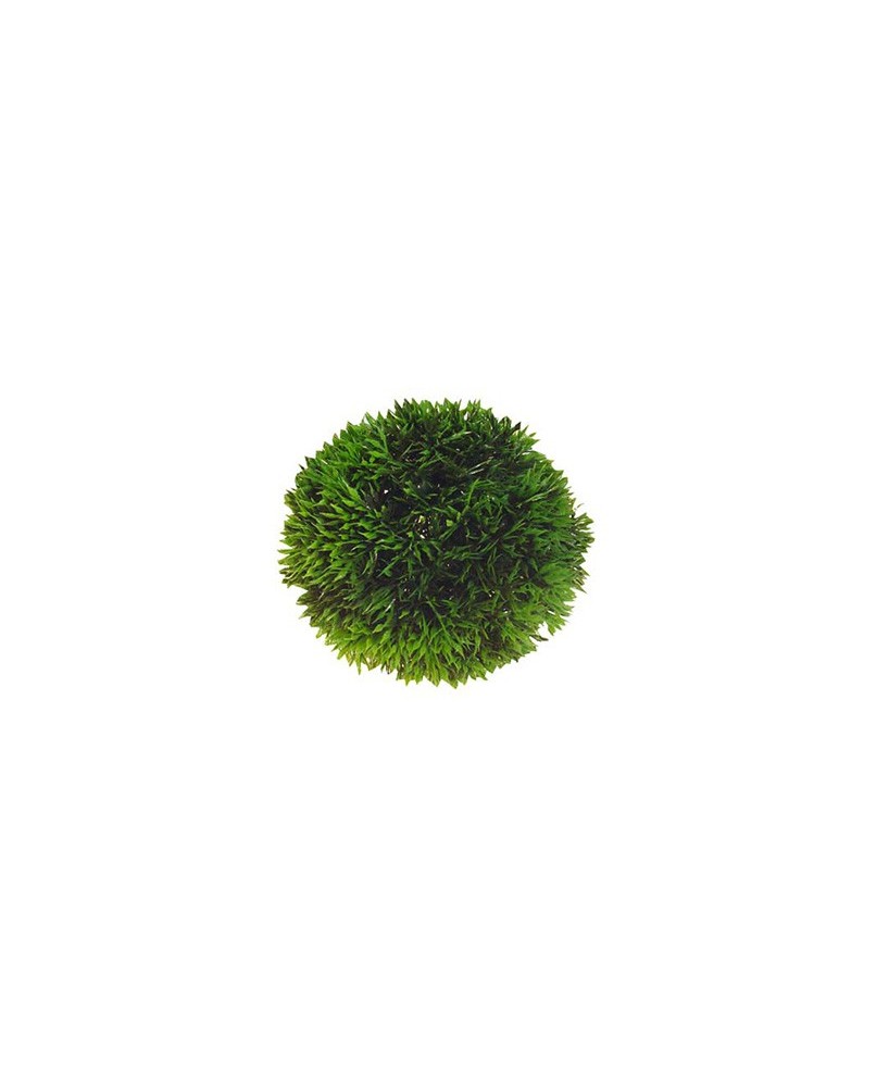PLANTA SALVACRIA REDONDA 9 CM