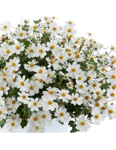 Bidens M13 | Planta con Flores Brillantes y Fácil de Cuidar para Jardín

 2