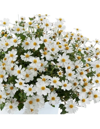Bidens M13 | Planta con Flores Brillantes y Fácil de Cuidar para Jardín

