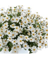 Bidens M13 | Planta con Flores Brillantes y Fácil de Cuidar para Jardín

