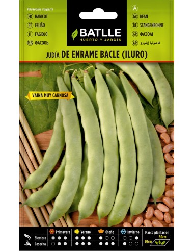 SEMILLA JUDIA DE ENRAME ILLURO 250GR