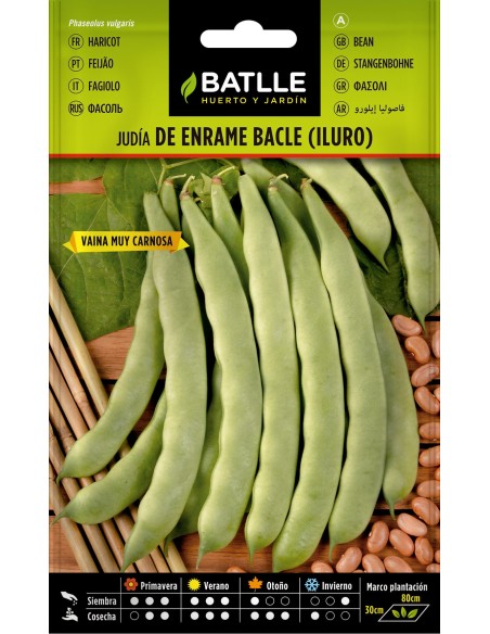 SEMILLA JUDIA DE ENRAME ILLURO 250GR