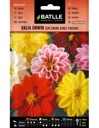 SEMILLA DALIA UNWIN SEMI ENANA DOBLE BATLLE