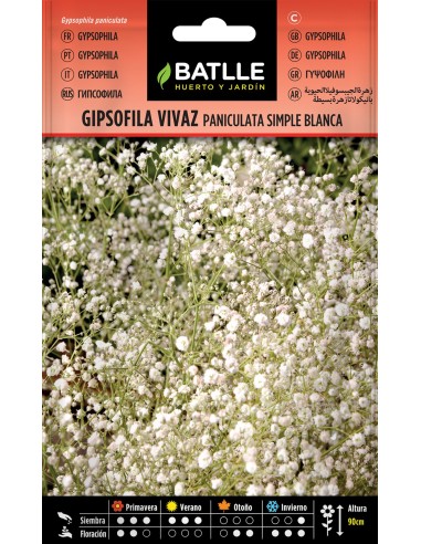 SEMILLAS GIPSOFILA PANICULATA BATLLE