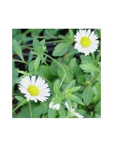 Erigeron Karvinskianus Proguision - Margarita Mexicana resistente y floración continua | Endanea Garden

