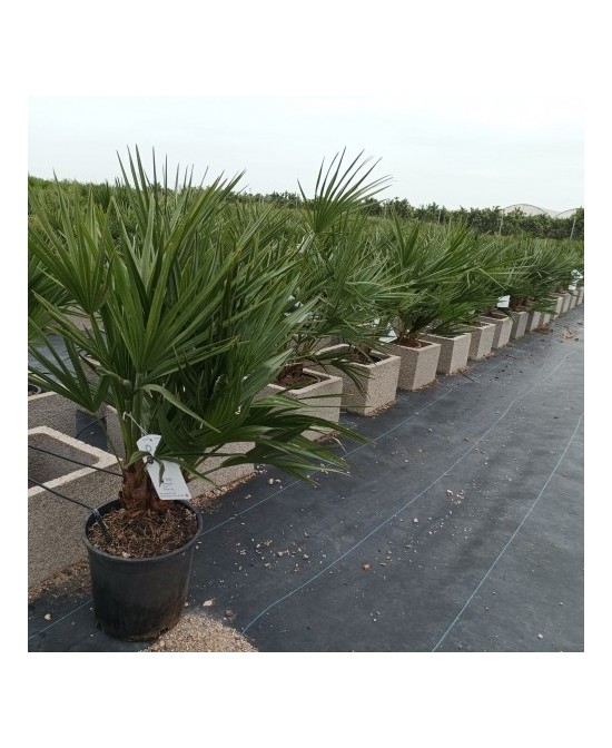 Chamaerops Humilis 15L  Palmera Resistente y Fácil de Mantener para Jardines y Terrazas

