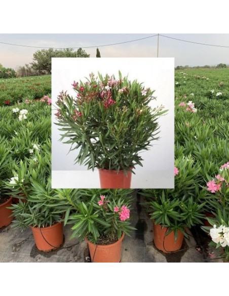Nerium Oleander Tarrina 25 Tricolor  Flores Vibrantes y Resistente | Endanea Garden

