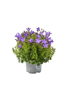 Campanula - Planta Ornamental con Flores en Azul, Violeta y Blanco para Jardines

