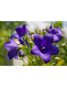 Campanula - Planta Ornamental con Flores en Azul, Violeta y Blanco para Jardines

 2