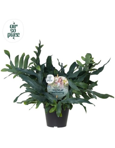 Phlebodium 'Blue Star' | Helecho Azul Elegante para Interior - Endanea Garden

