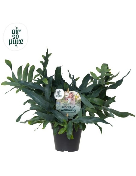 Phlebodium 'Blue Star' | Helecho Azul Elegante para Interior - Endanea Garden

