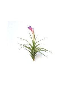 TILLANDSIA AERANTHOS R