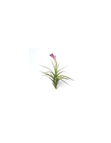 TILLANDSIA AERANTHOS R
