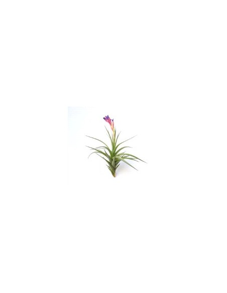 TILLANDSIA AERANTHOS R