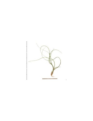 TILLANDSIA BUTZII R