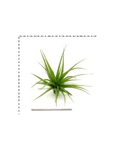 TILLANDSIA BRACHYCAULOS MULTIFLORA L