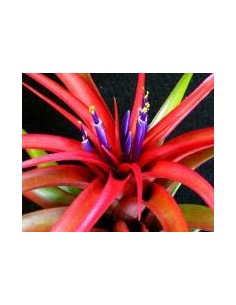 TILLANDSIA BRACHYCAULOS MULTIFLORA L 2