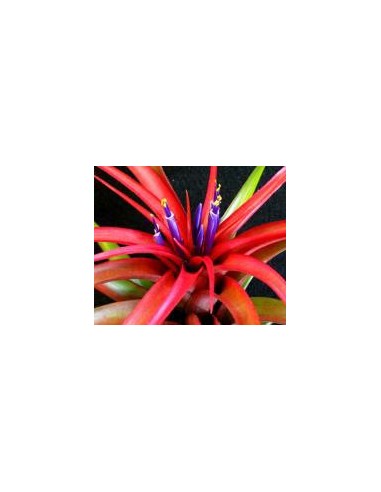 TILLANDSIA BRACHYCAULOS MULTIFLORA L