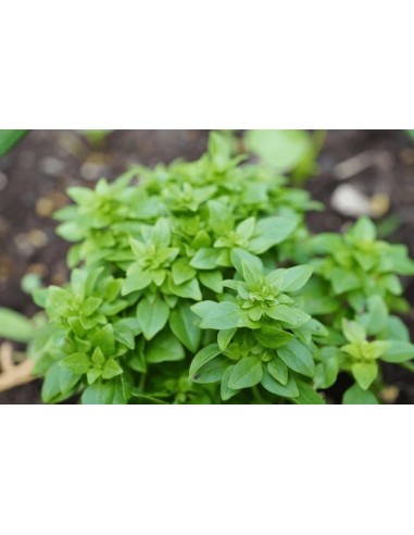 Albahaca Hoja Pequeña  Aroma Intenso y Sabor Fresco para Cocina | Endanea Garden

