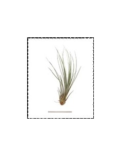 TILLANDSIA JUNCEA R