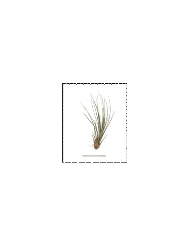TILLANDSIA JUNCEA R