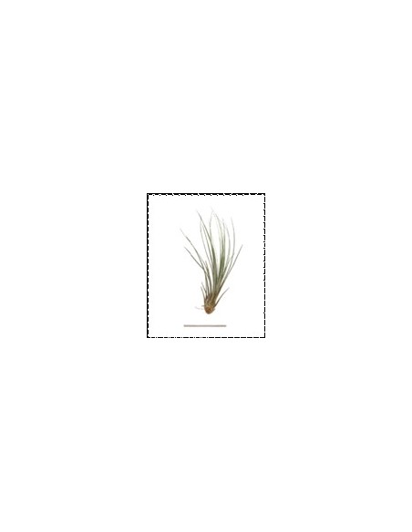 TILLANDSIA JUNCEA R