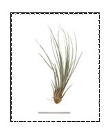 TILLANDSIA JUNCEA R