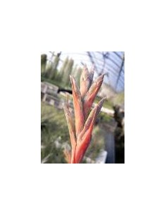 TILLANDSIA JUNCEA R 2