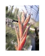 TILLANDSIA JUNCEA R