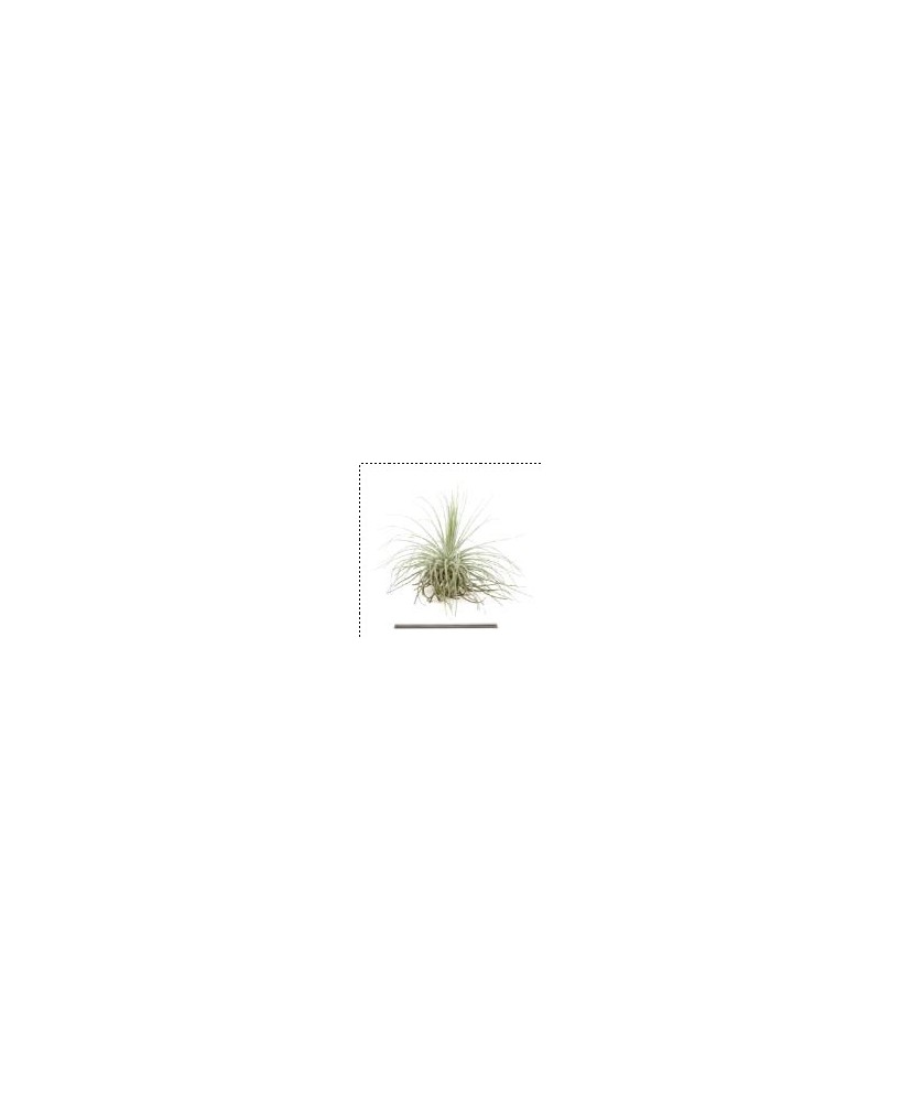 TILLANDSIA MAGNUSIANA L