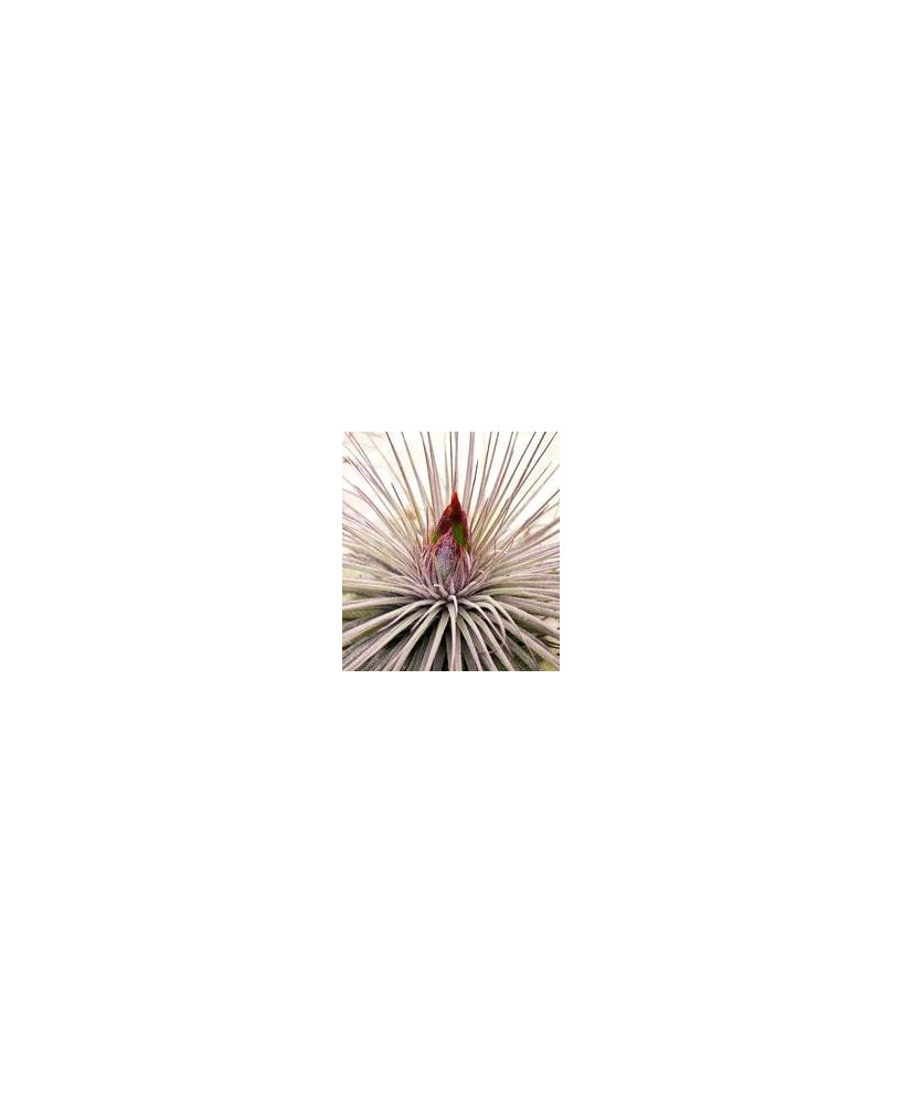 TILLANDSIA MAGNUSIANA L