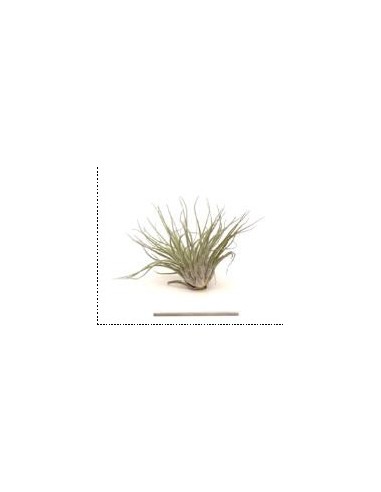 TILLANDSIA OAXACANA L