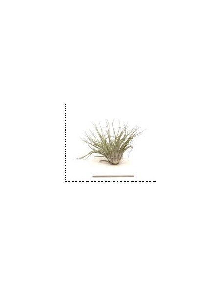 TILLANDSIA OAXACANA L