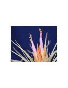 TILLANDSIA OAXACANA L 2