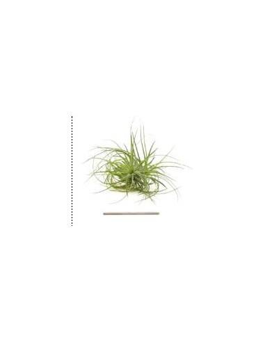 TILLANDSIA STRICTA R