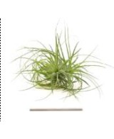 TILLANDSIA STRICTA R