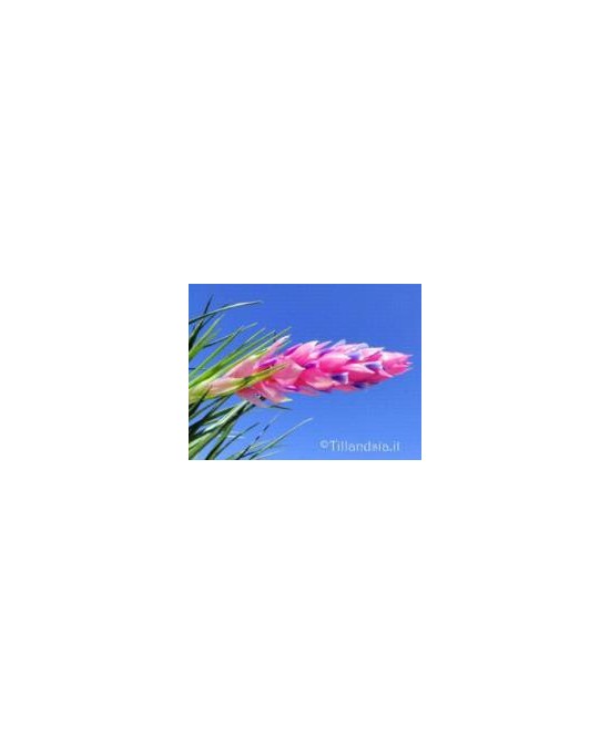 TILLANDSIA STRICTA R
