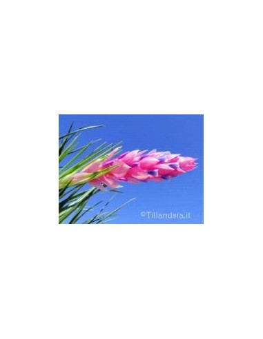 TILLANDSIA STRICTA R